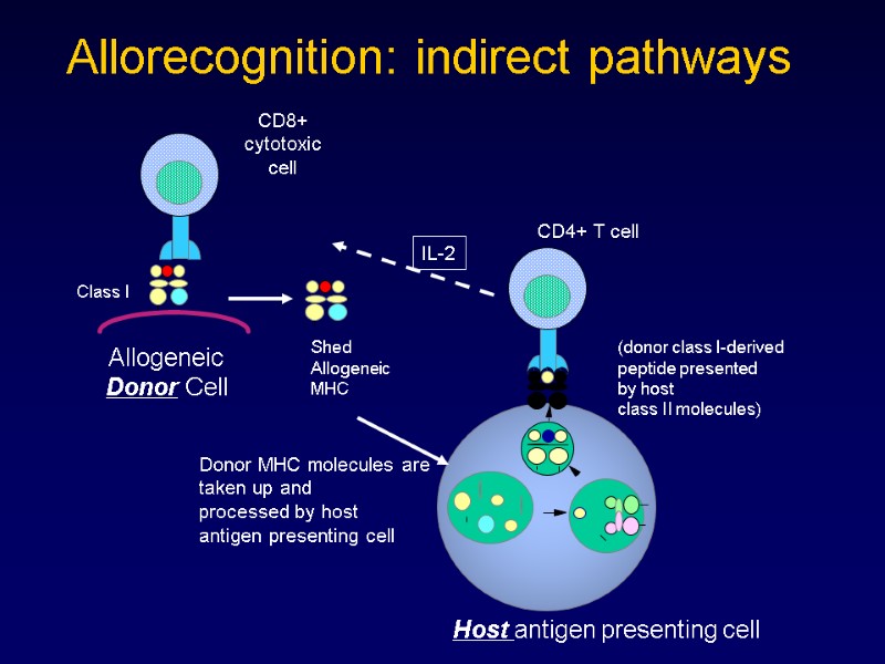 Allorecognition: indirect pathways Allogeneic Donor Cell